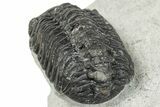 Bargain, Austerops Trilobite - Ofaten, Morocco #287544-3